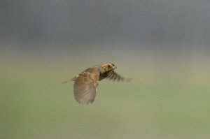 Sparrow, Saltmarsh Sharp-tailed, 2007-05230249